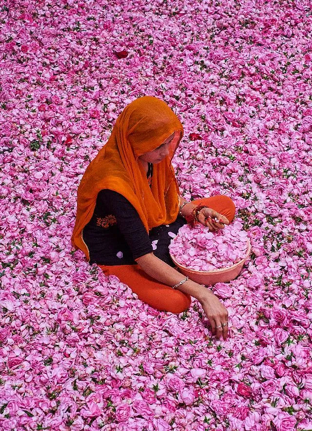 Kannauj is known for its cultivation of Damask roses and distilling attar for over 400 years. Image: Getty 