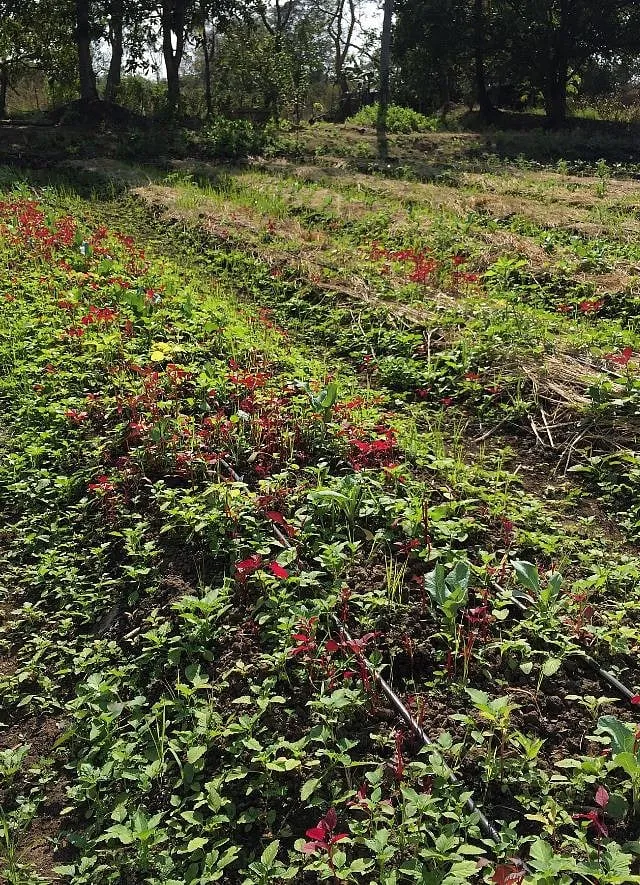 In Alibaug outside Mumbai, Adrienne Thadani is working to create a farm for farmers—using intercropping, different sowing and harvesting times and natural fertilisers for improved yields 