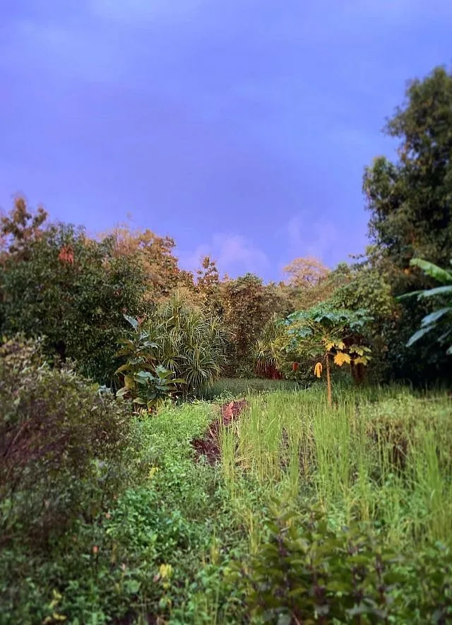 Vrindavan Farm– in Palghar, about 115 km outside Mumbai is seeing an explosion of caterpillars owing to shifting weather conditions  