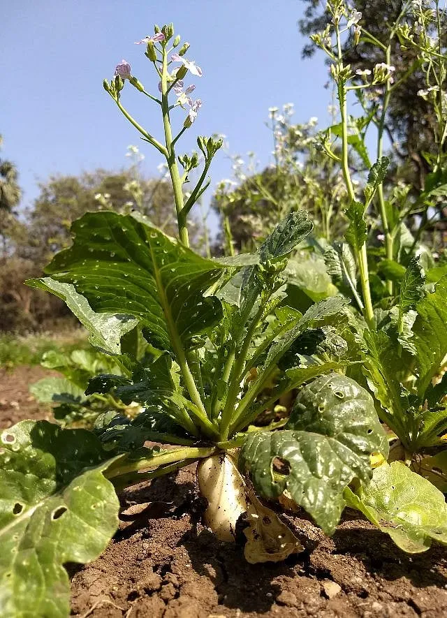 Organic radishes being grown at Fernandes Wadi 
