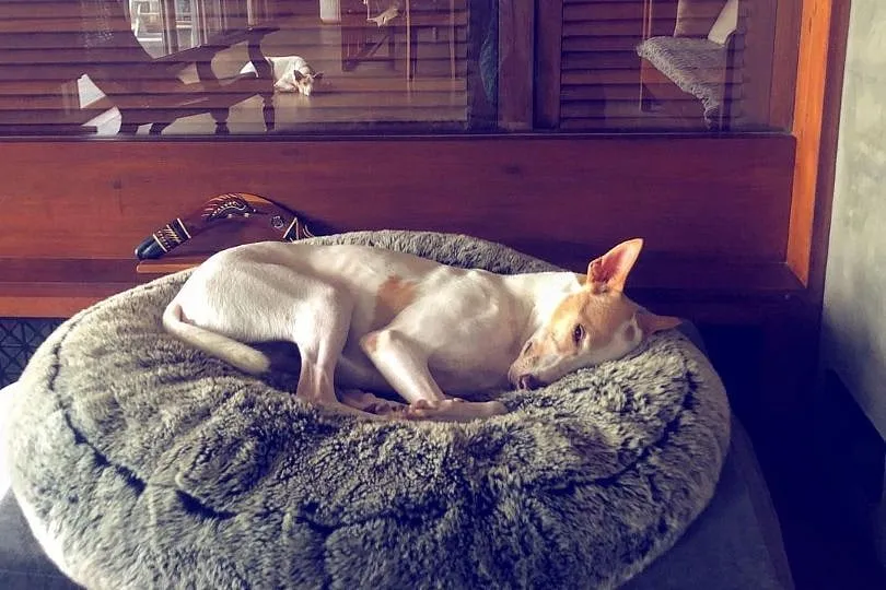 Leena Ukil's tips on dealing with territorial issues and multi-dog households are invaluable lessons; Image: Leena Ukil  