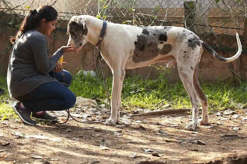 Training IRL and online is as effective for canines; Image: Confident Dogs  