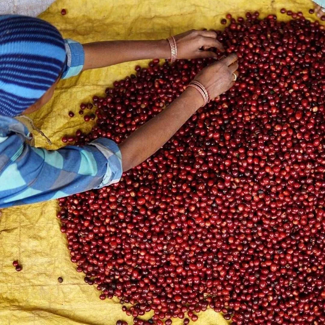 Several local bean-to-bar makers like New Delhi-based Savorworks  source directly from farmers within the country; Image: Savorworks  