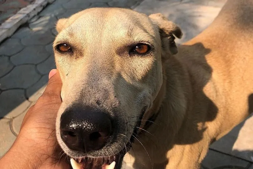 A calm, collected canine is what all pet parents want; Image: Leena Ukil 