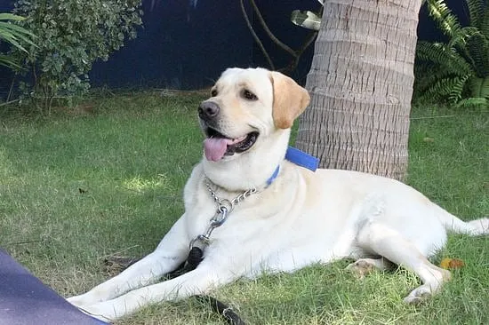 PuducherryThe tranquil town of Puducherry is a wonderful option for a relaxed vacation with your pet. Most gravitate to Dune Eco Village and Spa, an eco-friendly hotel with lush green spaces. Their resident pet dogs are an integral part of the hotel’s team and they help make your pets feel welcome.Pictured here: Cute Doggo chilling at Dune Eco Village Spa 