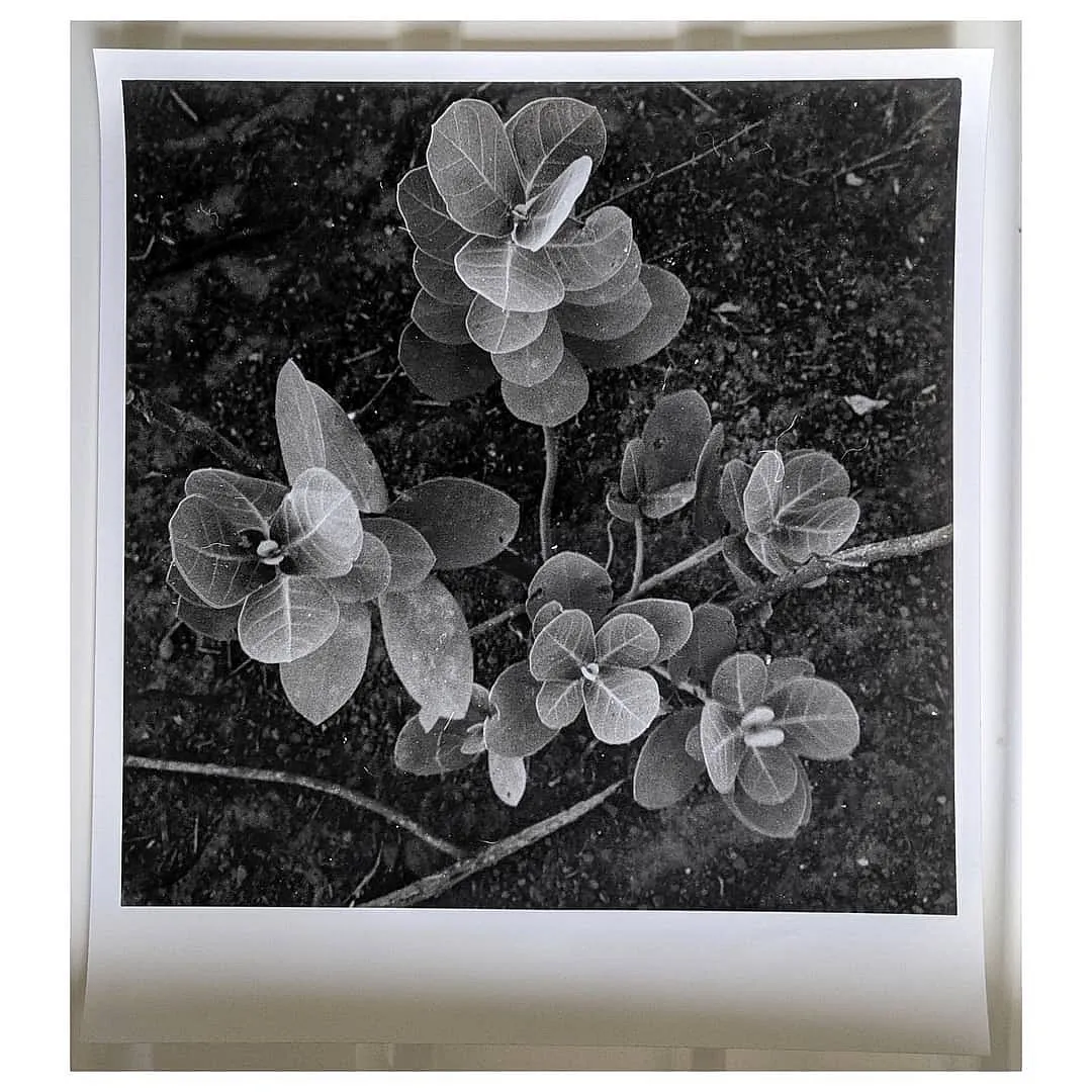 A century after the first film camera was invented, people are rediscovering the joy of slow, deliberate photo-making. Image: Instagram.com/ZhenweiFilmLab 