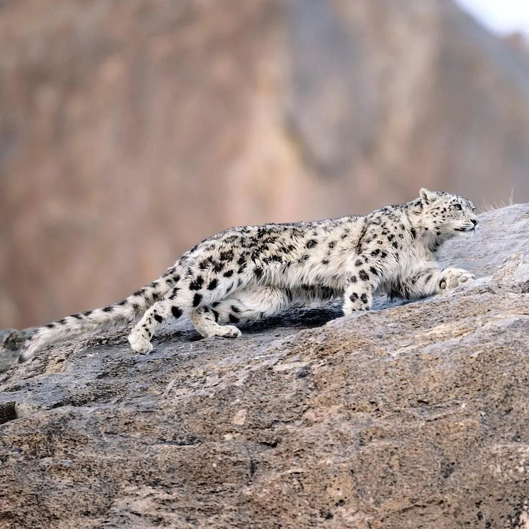 Snow leopards play a key role as both predators and as an indicator of the health of their high-altitude habitat; Image: Snow Leopard Trust 