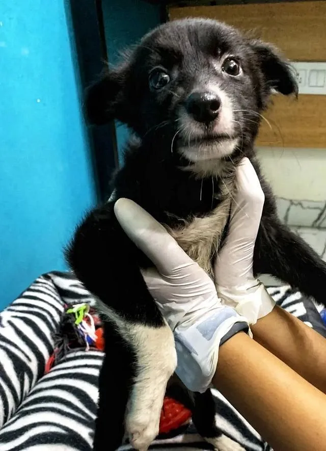 With mass sterilisation and vaccination programmes, the canine population is better controlled along with the decrease in rabies cases; Image courtesy: Yoda  