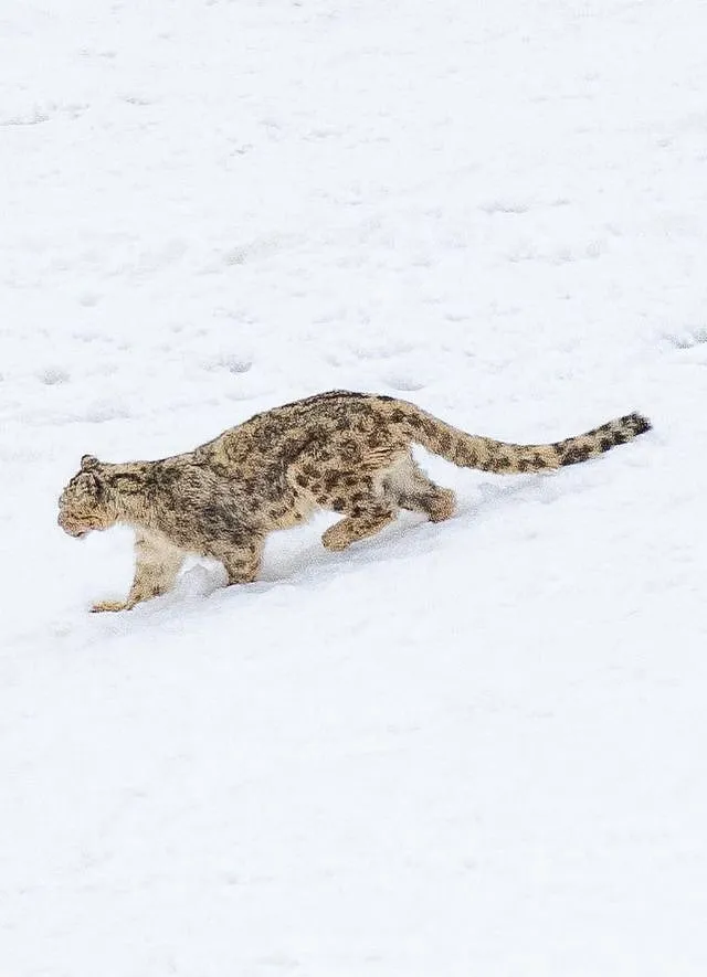 The mountain cat is vulnerable to the  steady spread of agrarian communities taking over their land; Image: Snow Leopard Trust  