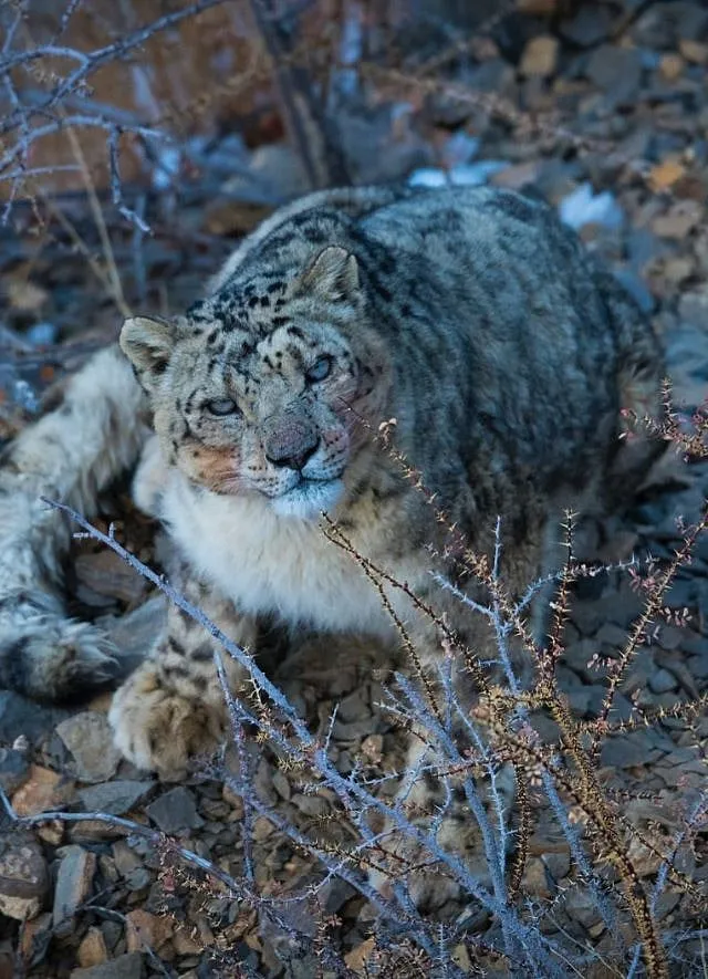 Pastoral communities who are directly affected by climate change can work towards preserving this fragile creature; Image: Snow Leopard Trust    