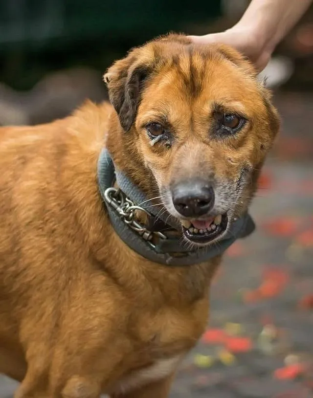 Community feeders and animal welfare organisations who look after cats and dogs in their neighbourhoods provide a great service to any city; Image courtesy: Welfare of Stray Dogs  