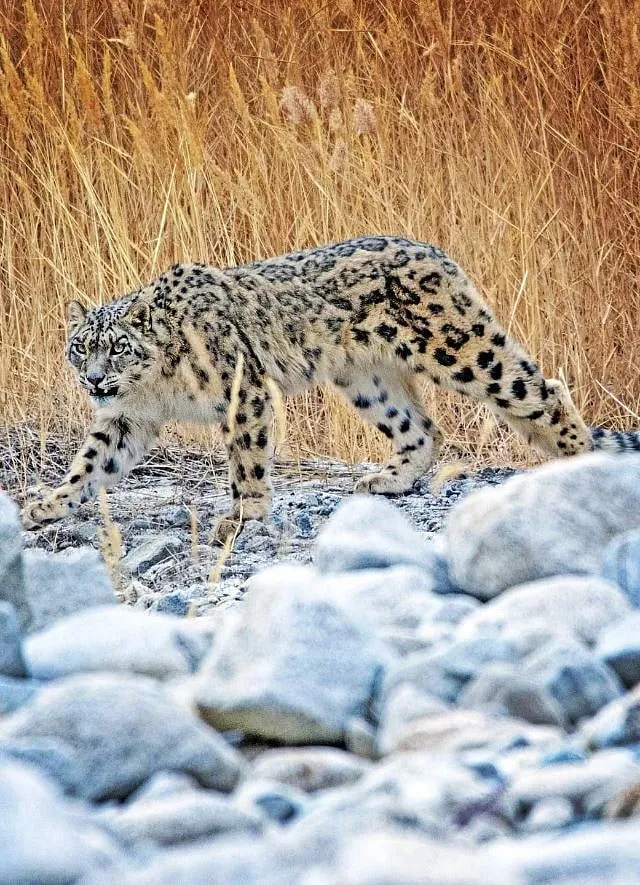 This mountain cat is the central inspiration for Land of Giants Studio, a fine jewellery company; Image: Snow Leopard Lodge  