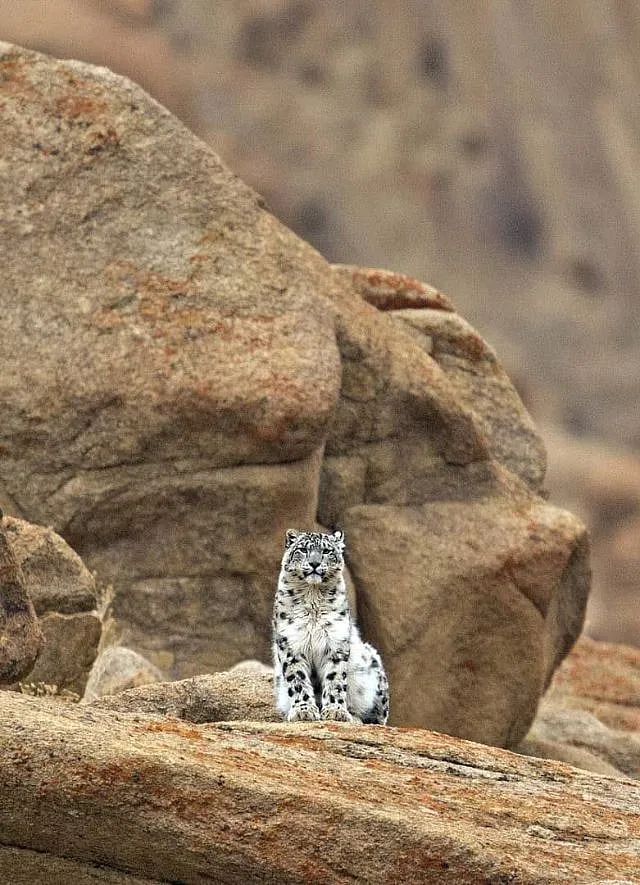 Snow leopards are known for their litheness and speed; Image: Snow Leopard Lodge  