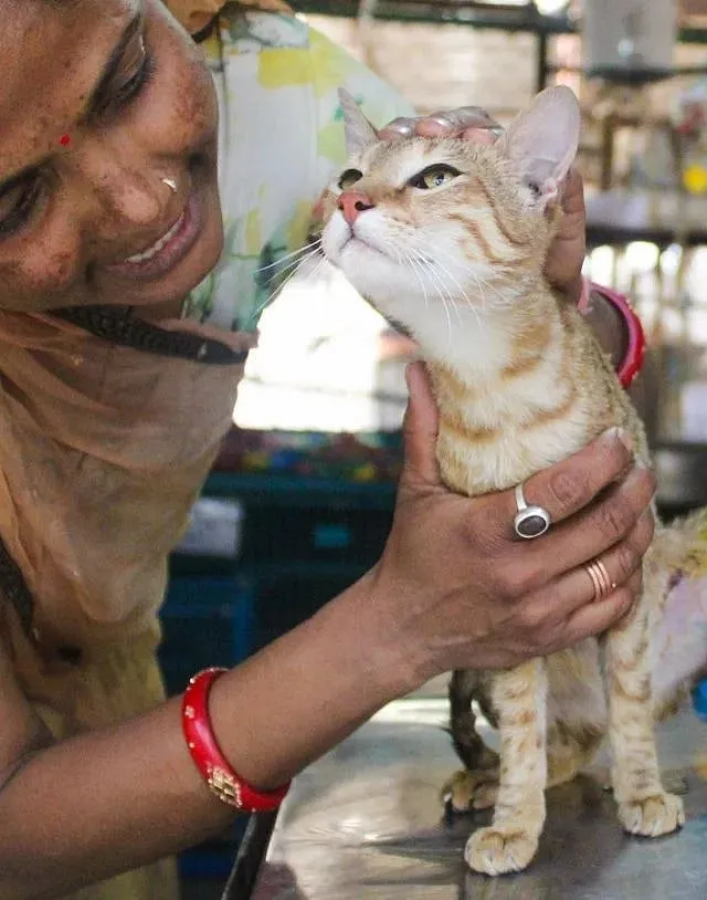Both street dogs and street cats need to be sterilised to control the population; Image courtesy: Animal Aid  