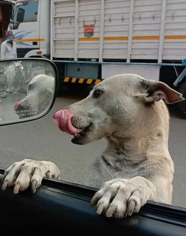 Streeties play an important part in our everyday lives 