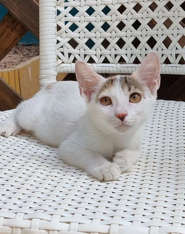 In cities which are inhabited by people belonging to different economic strata, street animals are beneficial to each level; Image courtesy: Yoda  