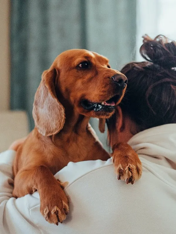 For those who are averse to human hugs, there is good news: oxytocin levels are also known to increase in dogs and their owners during petting and stroking. Photo: Pexels 