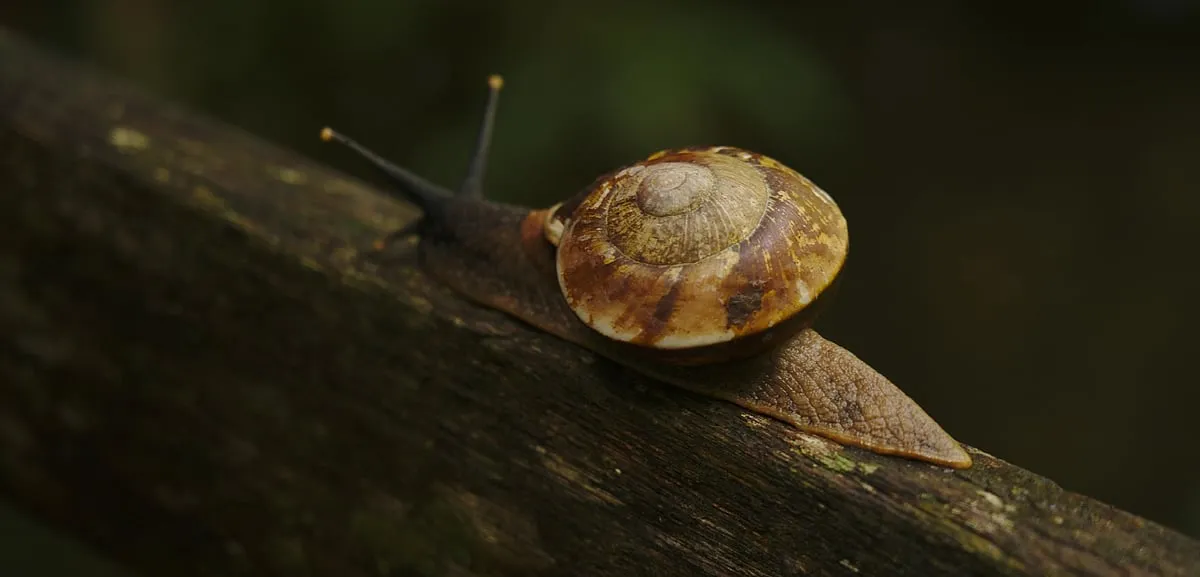 When it comes to anti-ageing properties, some brands have touted snail slime to be just as effective as retinol or AHAs, but dermatologists are still unsure about it. Photo: Pexels 