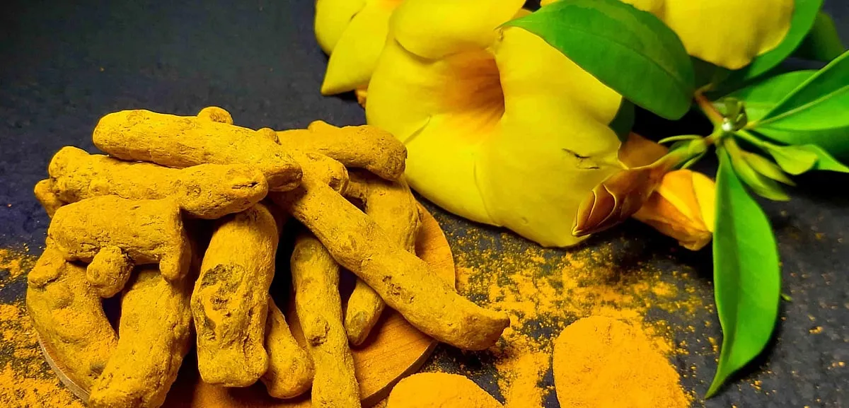 To obtain kasturi manjal, the plant's roots are separated from the crop (that usually matures in 7-8 months) and then pulverised for various uses. Image: Unsplash 