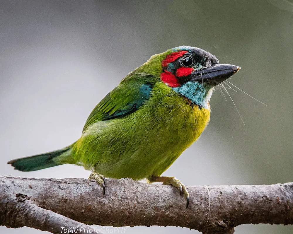 Dehing PatkaiWhere: Digboi, AssamWhy you should visit: Located at the foothills of Patkai Hill Ranges, on the banks of River Dehing, and adjacent to the Namdapha Wildlife Sanctuary, the forest is among the last-remaining lowland tropical rainforests in mainland India.Best time to visit: Till April, migratory birds visit the sanctuary. Peak bird activity is from 7 am to 11 am, and then from the afternoon until sundown. This is also the perfect time to spot the Blue-eared Barbet, Square-tailed Drongo-Cuckoo, Common Hawk, Hodgson’s Hawk, and the highly sought-after Violet and Emerald Cuckoos.How to get there: Dibrugarh Airport is the nearest airport, about 103 km from Dehing Patkai National Park (a 2.5-hour drive via NH315 or about 3 hours via NH215 and Duliajan-Digboi Road). Regular flights to Dibrugarh operate from Kolkata, New Delhi, Mumbai, Bengaluru, Chennai and Hyderabad.Stay: The old, British-style Jeypore Guest House (or Inspection Bungalow) is located 2 km from the sanctuary entry gate. Alternatively, there are private stay options in Digboi, Duliajan, and Tinsukia.  