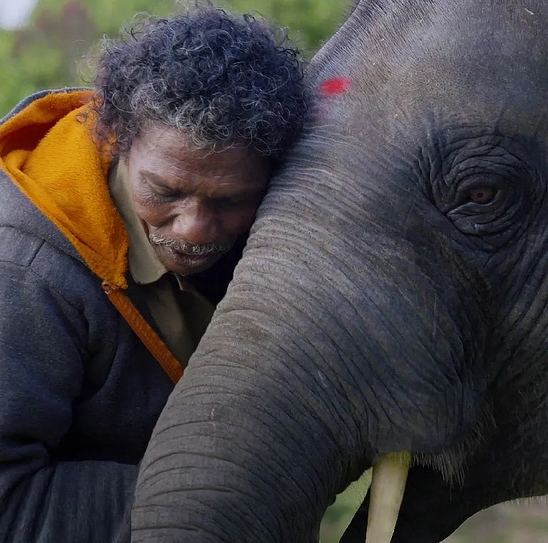 Bomman and Bellie, a couple in south India, devote their lives to caring for an orphaned baby elephant named Raghu 