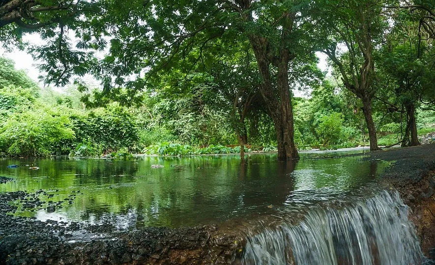 “We know Aarey as ‘the green lung’ of Mumbai, but it would be more apt to call it a green sponge,” says Sanjiv Valsan. Image: Sanjiv Valsan 