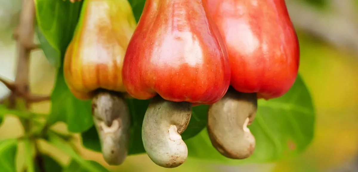 Urak is a single distillate from cashew apple juice 