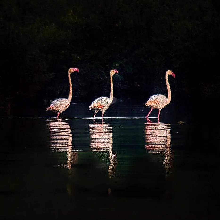 The Thane Creek Flamingo Sanctuary in Mumbai’s Airoli district has become a major destination for flamingos and city ’grammers alike 