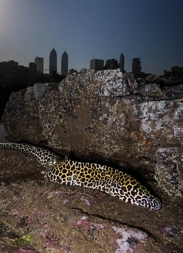 Honeycomb moray eel. Image: MLOM 