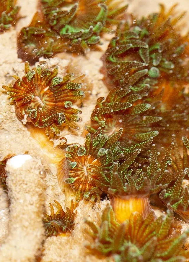Coral Polycyathus. Image: MLOM 