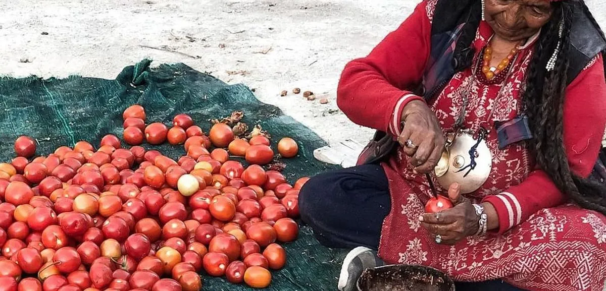 Dehydrating tomatoes in the sun to preserve them longer. Image: Tsas by Dolkhar 