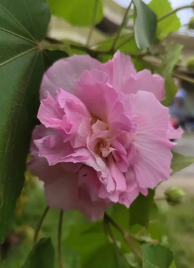 Dendrophiles can sign up for walks with Aswathi Jerome’s Trees of Cochin in Kochi 