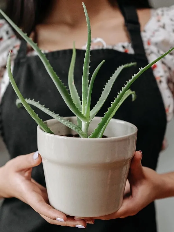“While DIY skincare can be a fun and creative way to take care of your skin, it's important to approach it with caution,” says Dr Aruna Purohit Image: Pexels 