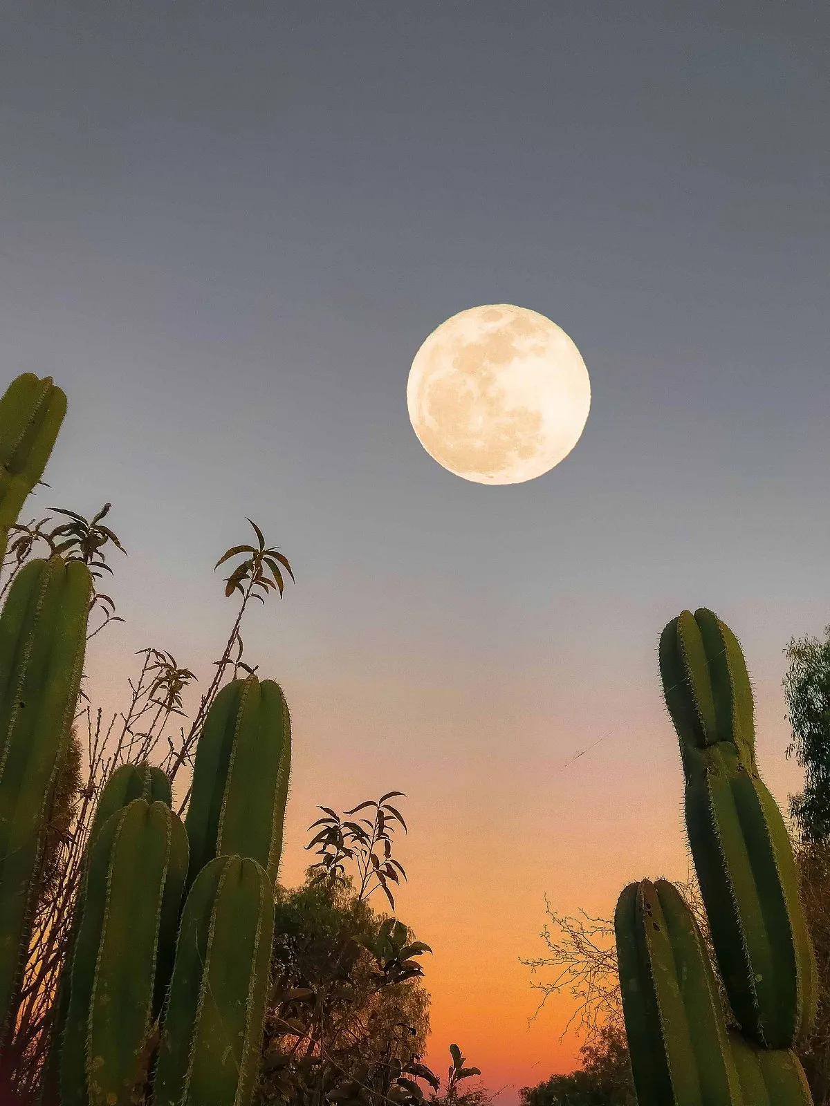 Given the unpredictable nature of life, the moon has been granted the status of a seer, its relatively stable phases of waxing and waning imbued with meaning. Image: Pexels 