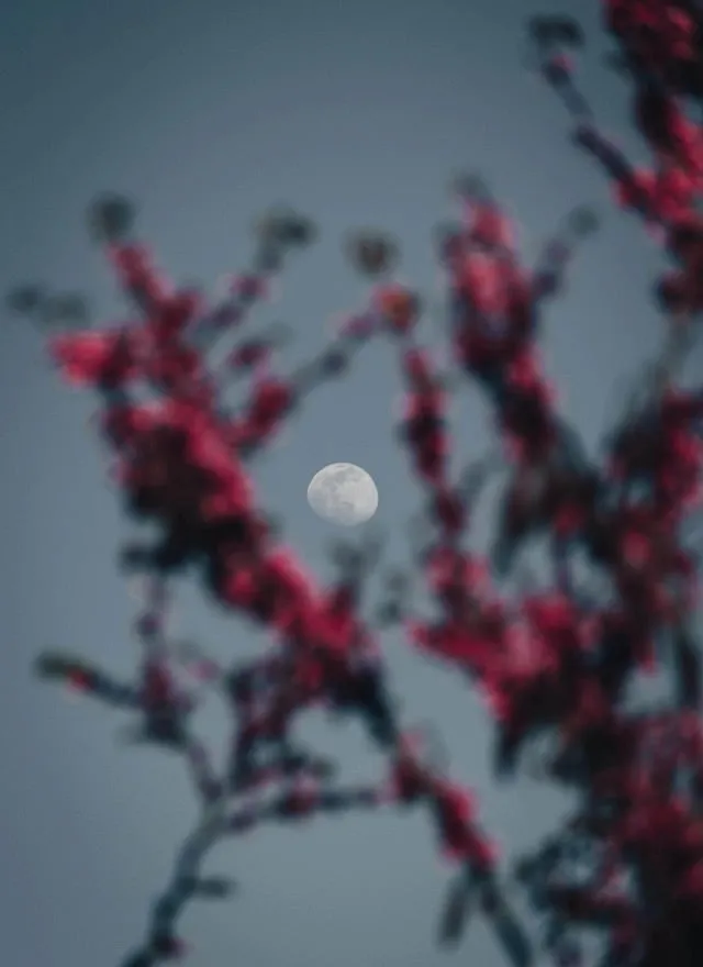 The  lunar eclipse on May 5 takes place in Scorpio, and is therefore more intensified. Expect to ‘purge through emotional release. Image: Pexels 