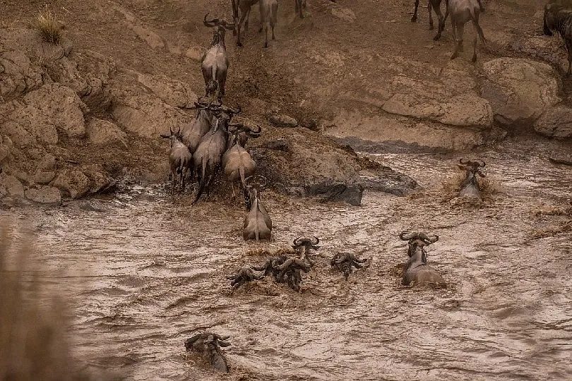 The region is most renowned for the Great Migration. Image: Sarova Hotels & Resorts 