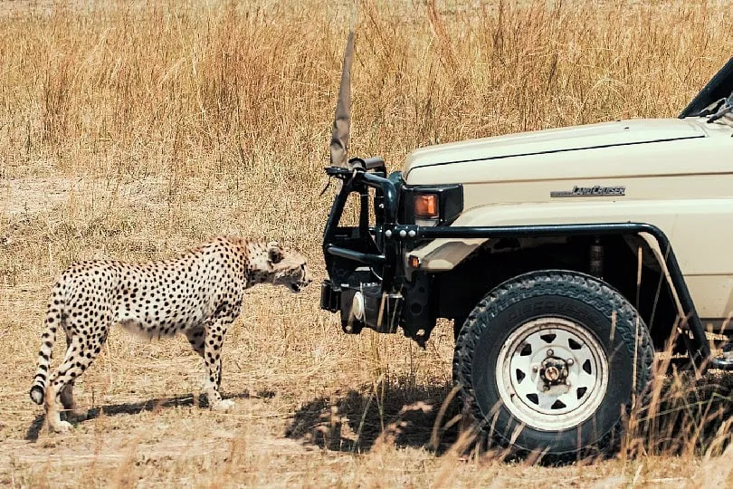 In the Maasai Mara, predators and prey are plentiful. Image: Sarova Hotels & Resorts 