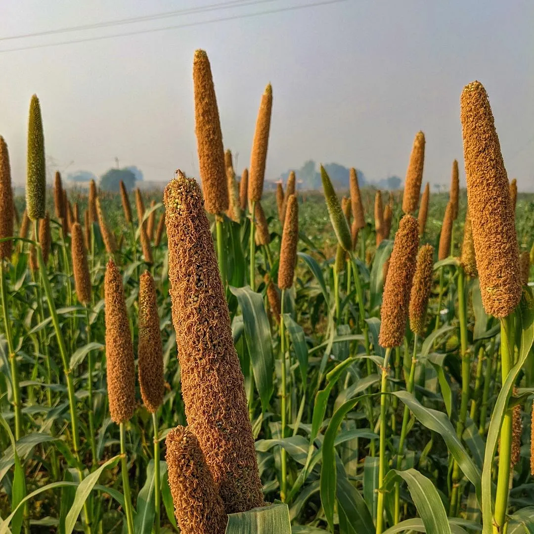 A field of pearl millets grown commonly in northern and southern belts of India. Image: Pexels 