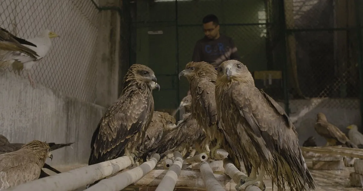 A still from Shaunak Sen's All That Breathes, which was nominated for Best Documentary Feature at the 95th Academy Awards 