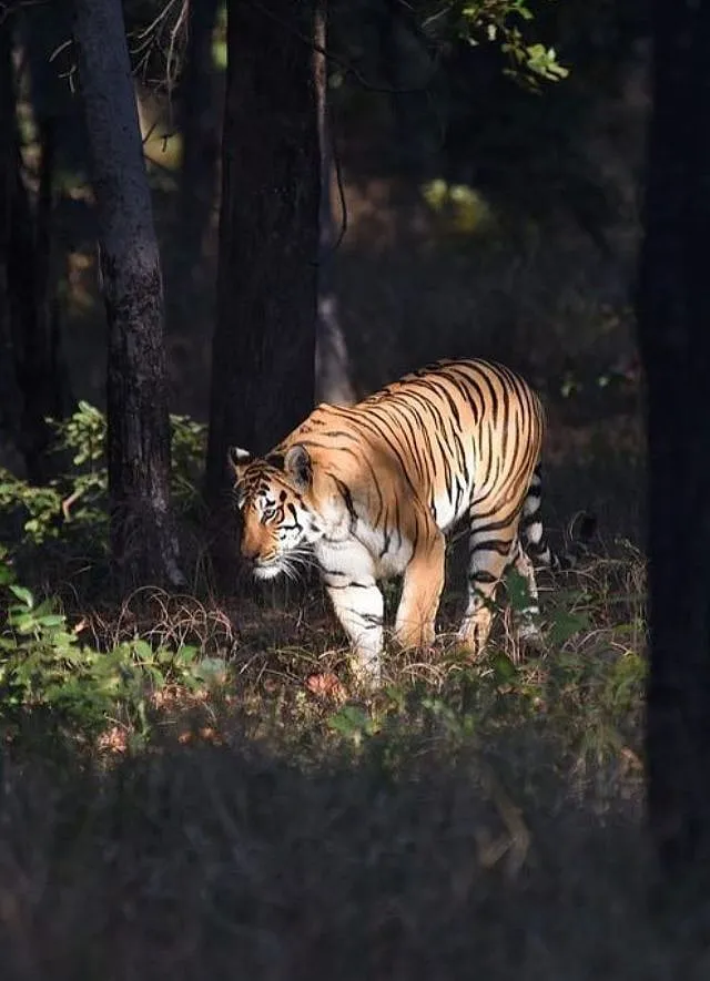 India has managed to set aside relatively large forested lands to protect the striped predators. Image: Instagram.com/WCT 