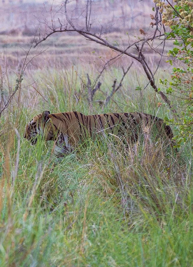 Of the 3167 tigers in the wild, 444 reside in Maharashtra, where, interestingly, the price of conservation is higher than in other states. Image: Joydeep Mondal 