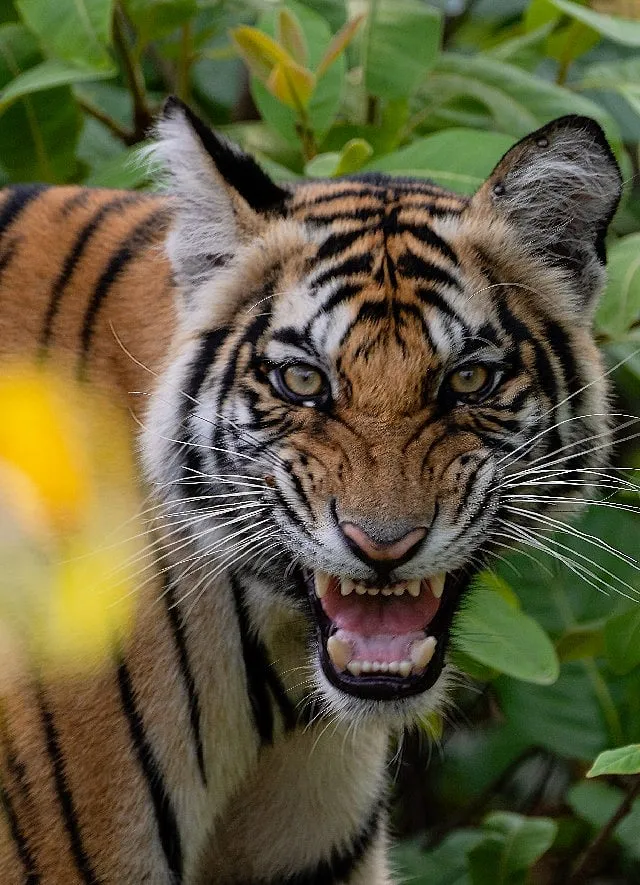 Pockets of people have become more vulnerable to wild animal encounters in the last few years. Image: Joydeep Mondal 