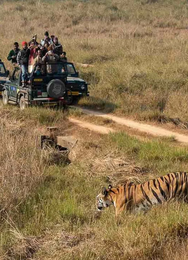 Large carnivores, when in proximity of human-dominated landscapes, attract considerable attention because of the perceived threat to human life. Image: Twitter 