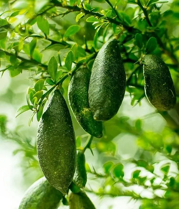 Avoid pairing caviar lime with topical ascorbic acid (vitamin C) and retinol as it can lead to excessive dryness and irritation, says Dr Niketa Sonavane. Image: www.flowerpower.com 
