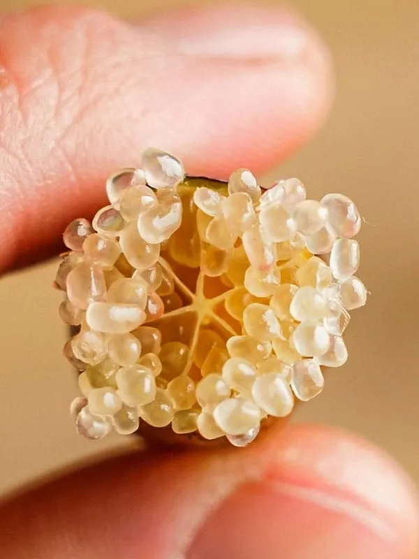“The inner part of the fruit has multi-coloured caviar-like pearls, hence the name,” says Prachi Bhandari. Image: Instagram.com/barbereno_sb 