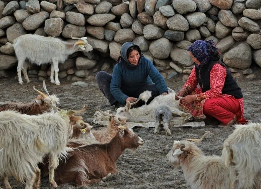 The combing of Pashmina Goat by the Changpas in Ladakh 