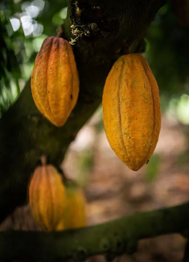 All of Manam Chocolate’s goodies are produced using chocolate made in-house and that, as any industry insider will ascertain, is quite ambitious, considering most craft chocolate makers in India don’t go beyond the bars and barks formula. Image: Hashim Badani for Manam 