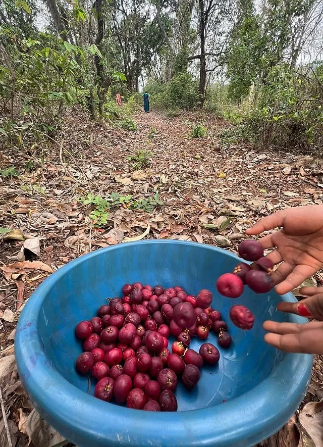 Kokum harvesting by Mother O Malvan 