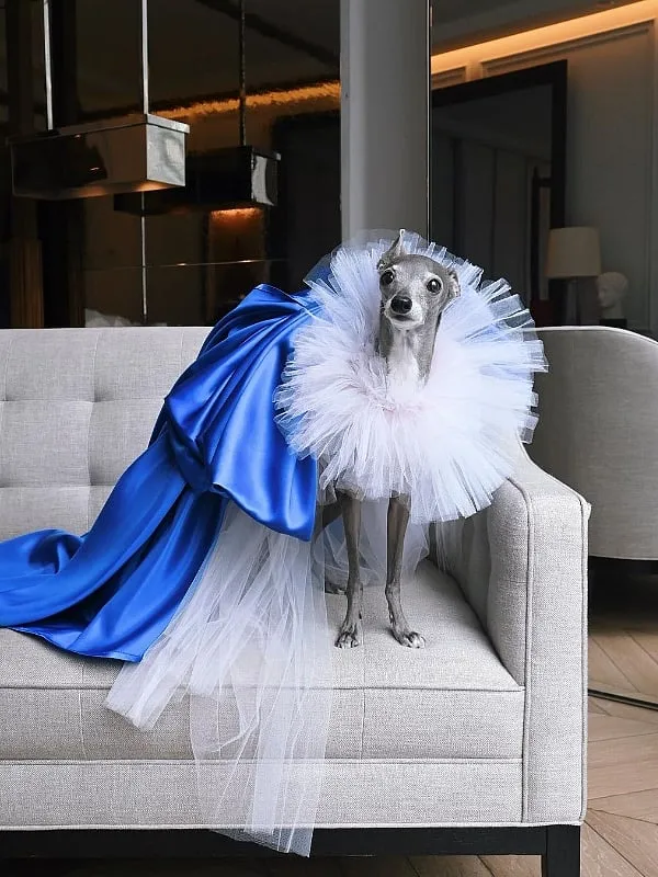 Tika, also known as Tika the Iggy, is an Italian greyhound living in Montreal with her parents Shapiro and Louis. Image: Instagram.com/tikatheiggy 
