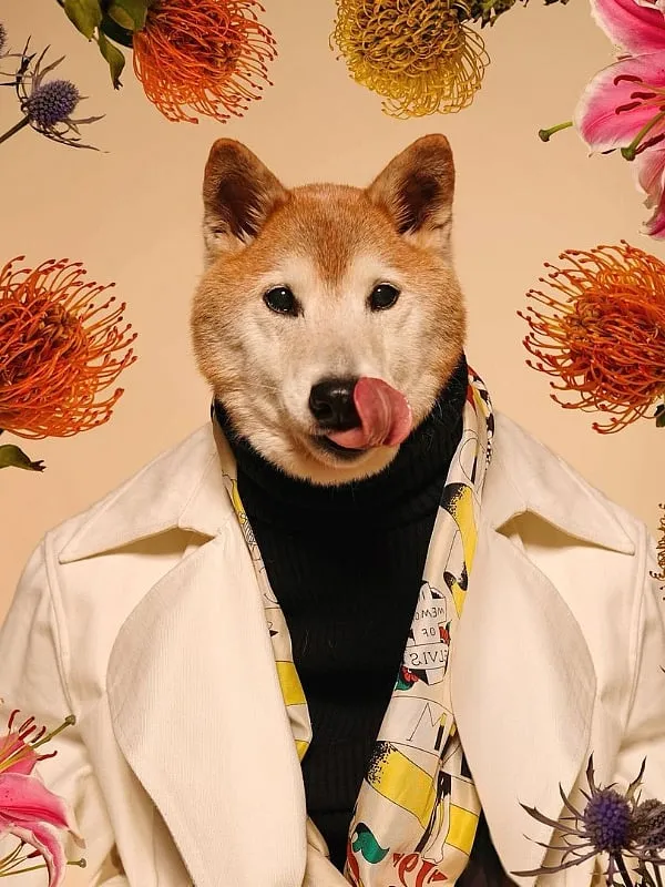 Bodhi, a Shiba Inu from New York, has strutted the runway for Todd Snyder and been a muse for labels such as Coach, Ted Baker, Brooks Brothers, Salvatore Ferragamo and Jimmy Choo. Image: Instagram.com/mensweardog 
